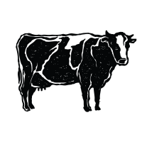 A cow is shown in the dark.